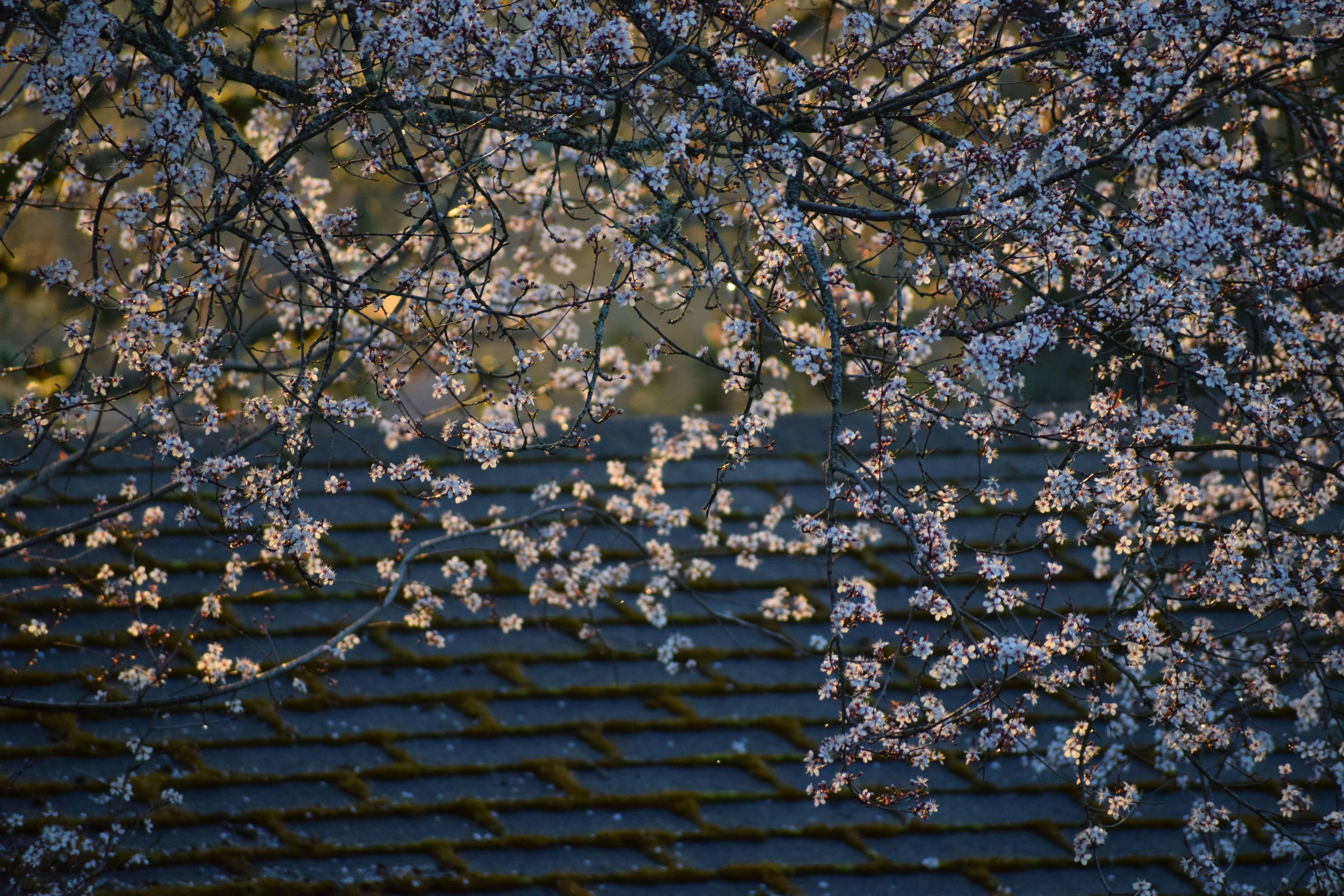 white cherry blossom tree during daytime